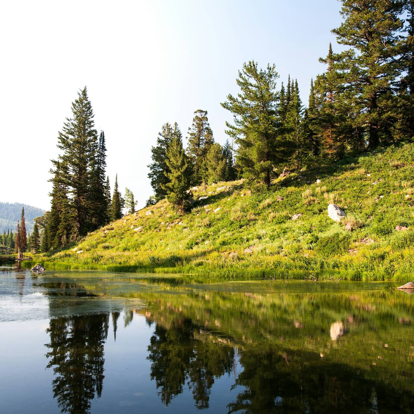A quiet lake bordered by dense evergreen forest climbing a green hillside.